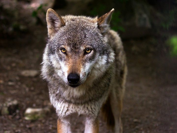 Wolfsgebiet Schermbeck: Entnahme von Wölfen derzeit keine Option
