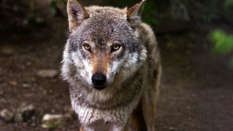 Erneut Wolf im Kreis Borken nachgewiesen