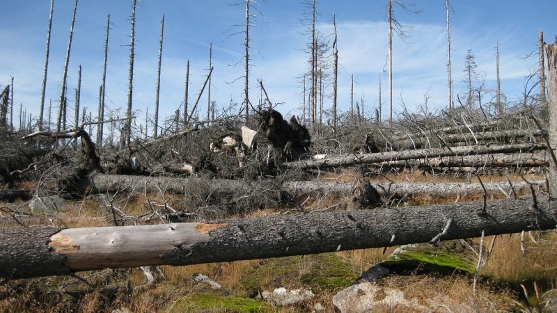 Waldzustandsbericht – Um die Vitalität der Waldbäume ist es weiterhin nicht gut bestellt