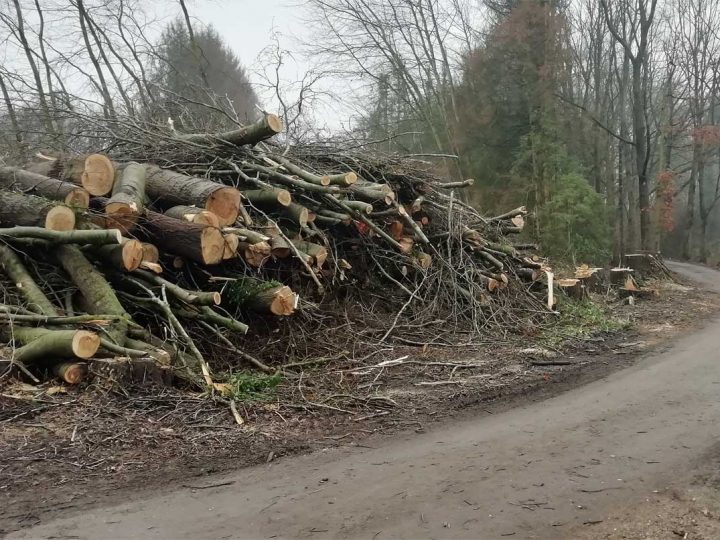 Alter Pappel-Bestand am Burloer Vennweg gefällt