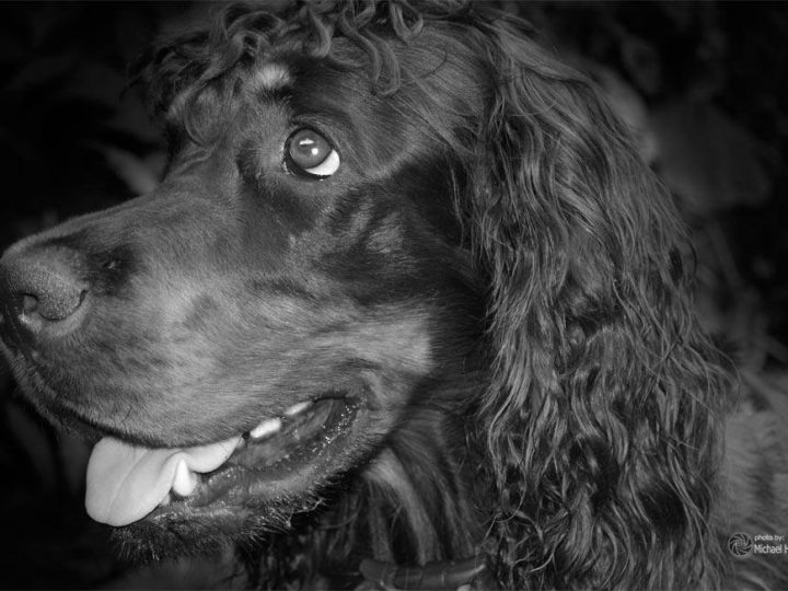 Borken – Hundebestandsaufnahme startet im April