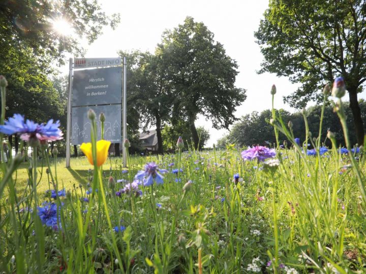 Förderprogramm „Bunte Gärten“ – Borken stellt finanzielle Mittel zur Verfügung