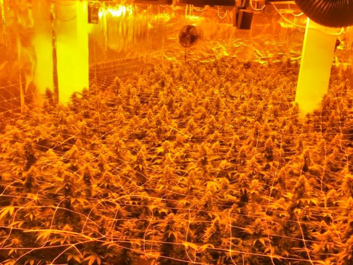 1.100 Cannabispflanzen sichergestellt – Illegale Plantage ausgehoben