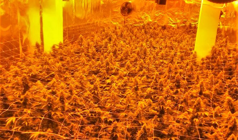 1.100 Cannabispflanzen sichergestellt – Illegale Plantage ausgehoben