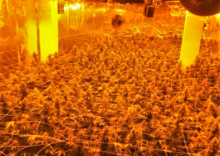 1.100 Cannabispflanzen sichergestellt – Illegale Plantage ausgehoben