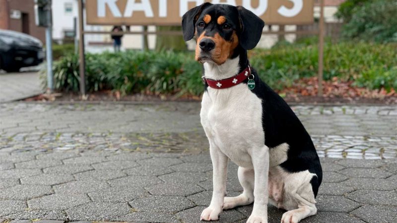Hundebestandsaufnahme in Borken bis Ende Juli verlängert