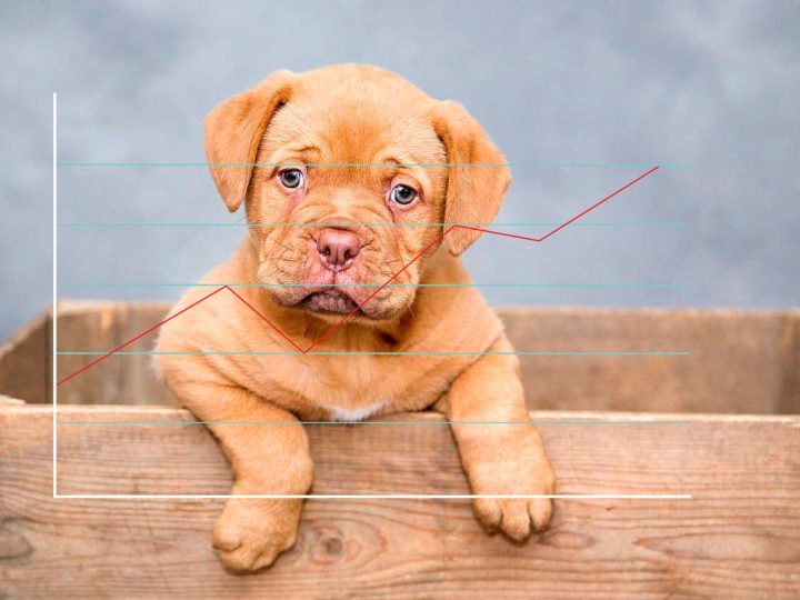 Start der angekündigten Bestandsermittlung vierbeiniger Mitbewohner