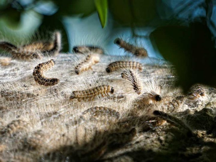 Es ist wieder soweit – Bekämpfung der Eichenprozessionsspinner beginnt