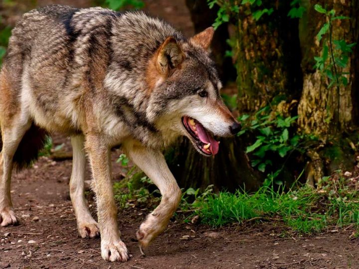 Wolfspopulation – Bauernverband spricht von „organisierter Schönfärberei“