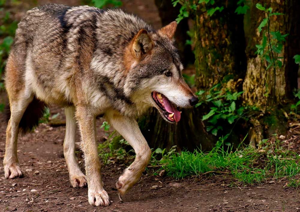 Mehrere Meldungen über Wolfssichtungen in der Gemeinde Reken