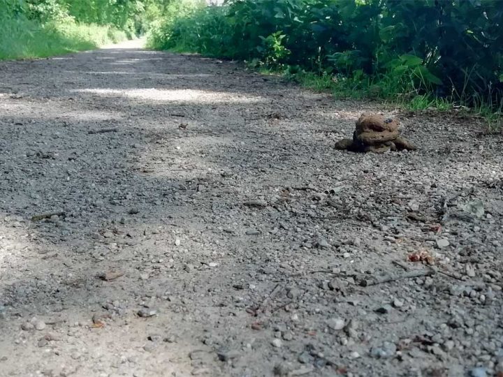 Hundekot auf Wegen und Plätzen sorgt erneut für Unverständnis