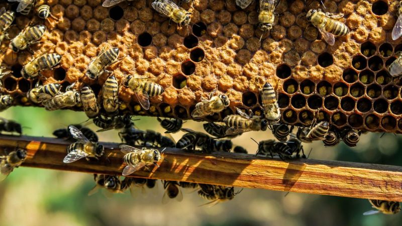 Ausbruch der Amerikanischen Faulbrut bei Bienenvölkern in der Gemeinde Reken