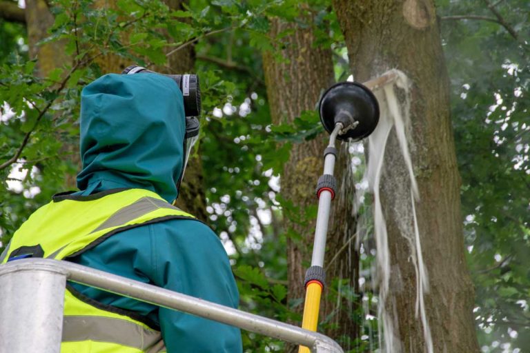 Fachfirmen kümmern sich im Auftrag der Stadtverwaltung um die Bekämpfung der Eichenprozessionsspinner