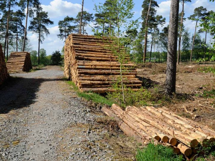 Zwischen Kahlschlag und Aufforstung – Wie steht es um den Wald in Burlo?