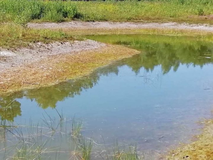 Fehlende Niederschläge setzen dem Burlo-Vardingholter Venn mächtig zu