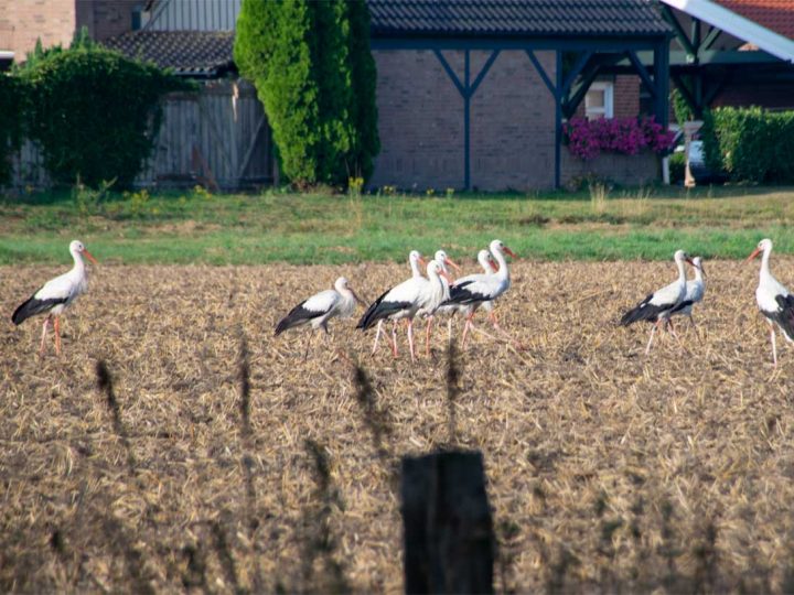 Sie sind wieder da – 10 Störche auf Zwischenstopp in Burlo