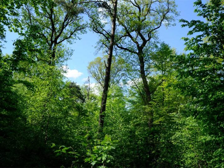 Heute ist “Tag des Waldes” – In puncto Klimaschutz kommt dem Wald eine zentrale Rolle zu