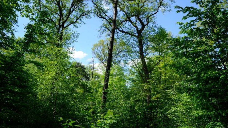 Heute ist „Tag des Waldes“ – In puncto Klimaschutz kommt dem Wald eine zentrale Rolle zu