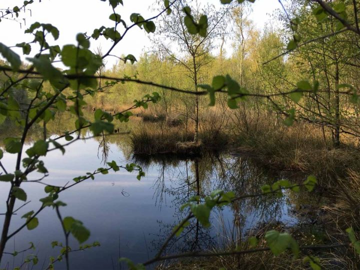 Faszination Moor – geführte Wanderung durch das Burlo-Vardingholter Venn