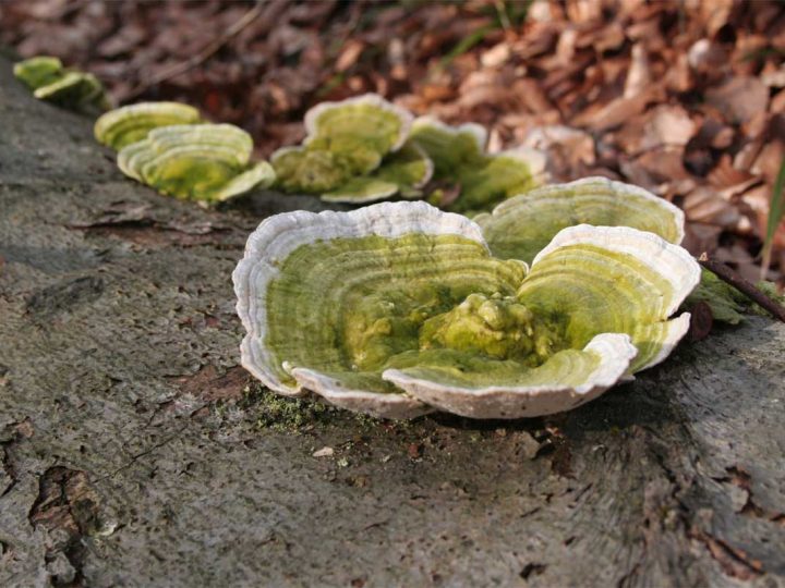 Aufruf zum deutschlandweiten „Bioblitz 2023“ – Mitmachen erwünscht