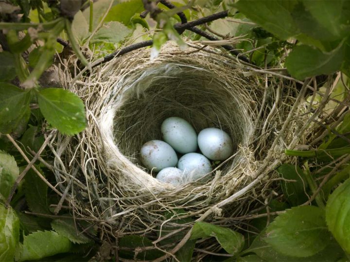 Kreis Borken: „Gehölze ab 1. März nicht mehr kappen!“