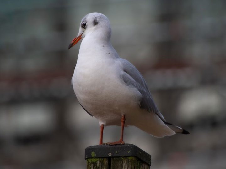 Vogelgrippe bei toten Lachmöwen im Zwillbrocker Venn