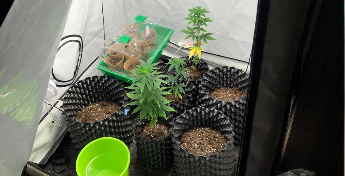 Stoffkleiderschrank als Mini-Hanf-Plantage / Polizeibeamte bespuckt und beschimpft