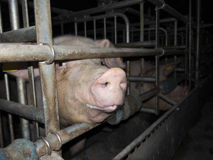 Deutsches Tierschutzbüro erstattet Strafanzeige gegen münsterländischen Schweinebetrieb