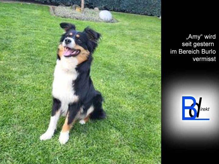 Mini-Australien Shepherd in Burlo entlaufen – Suche bisher vergeblich