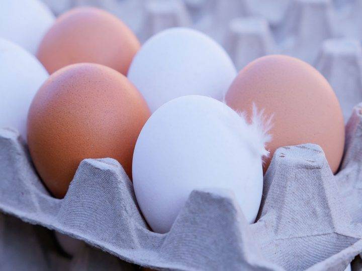 Es gibt ihn doch, den Eierdieb – in Vreden hat er nun zugeschlagen