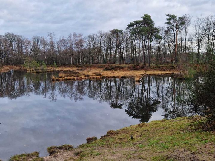 Geführte Wanderung – Heilpflanzen in alten Moorlandschaften