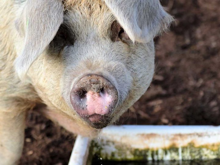 Dülmener Schweinemastbetrieb sorgt erneut für Empörung
