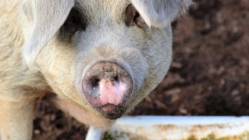 Dülmener Schweinemastbetrieb sorgt erneut für Empörung