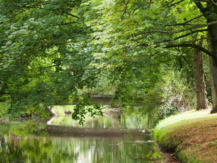 Bäume und Kräuter im Stadtpark Borken – ein naturkundlicher Spaziergang