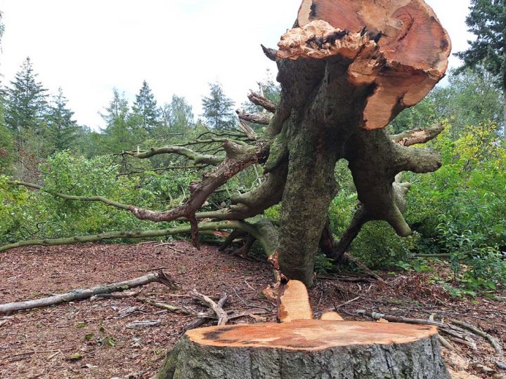 Abholzungen im Burloer Klosterbusch – kranke Gehölze fallen der Kettensäge zum Opfer