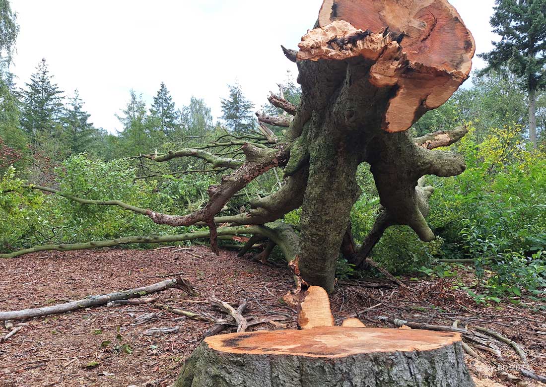 Abholzungen im Burloer Klosterbusch – kranke Gehölze fallen der Kettensäge zum Opfer