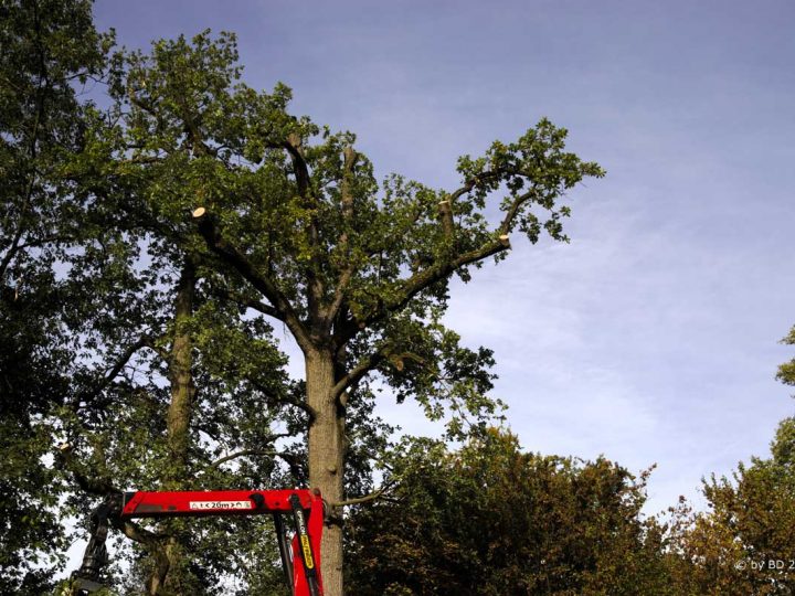 Baumpflegemaßnahme am Alexanderplatz in Burlo