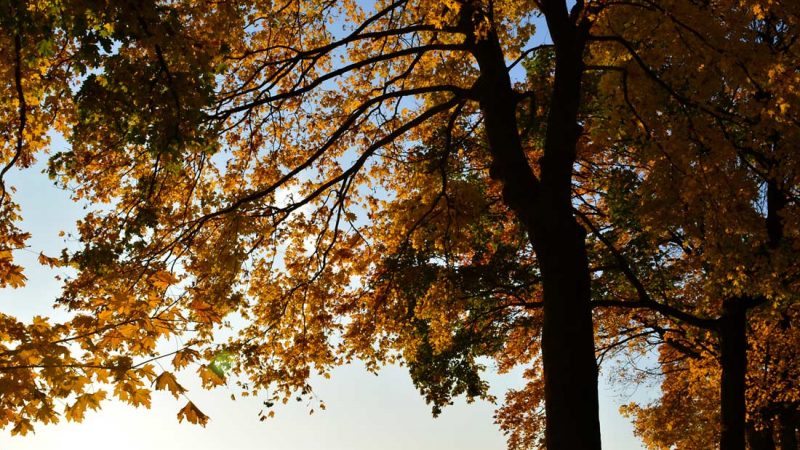 Herbstlaub – Wann Gehwege von Blättern freigehalten werden müssen