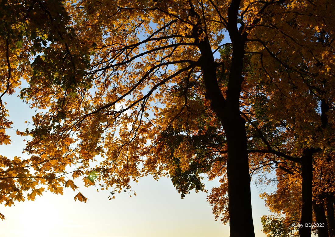 Herbstlaub – Wann Gehwege von Blättern freigehalten werden müssen