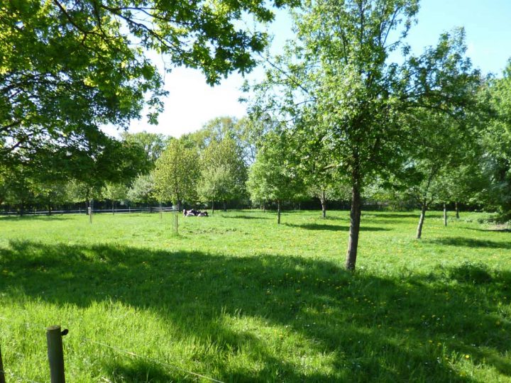 Obstbaumpflanzaktion – Bestellfrist endet am 27. Oktober