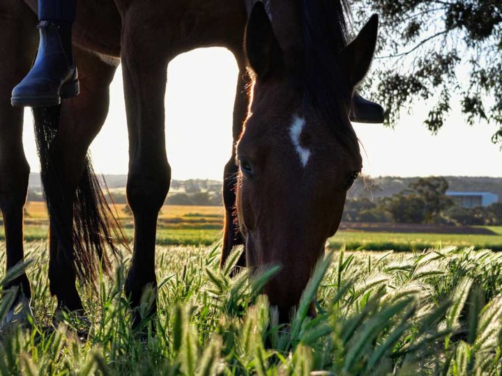 Verfahrensänderung bei der Erteilung von Reiterplaketten im Kreis Borken