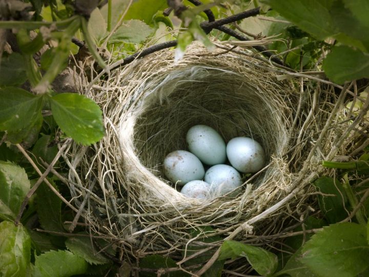 Ab Freitag, 01. März 2024, dürfen Gehölze nicht mehr gekappt werden