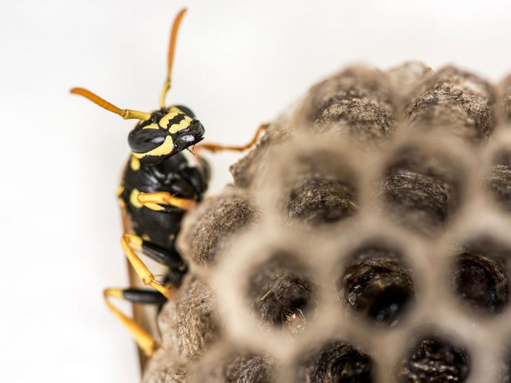 Verfahrensänderung im Kreis Borken bei Meldung eines problematischen Insektennestes