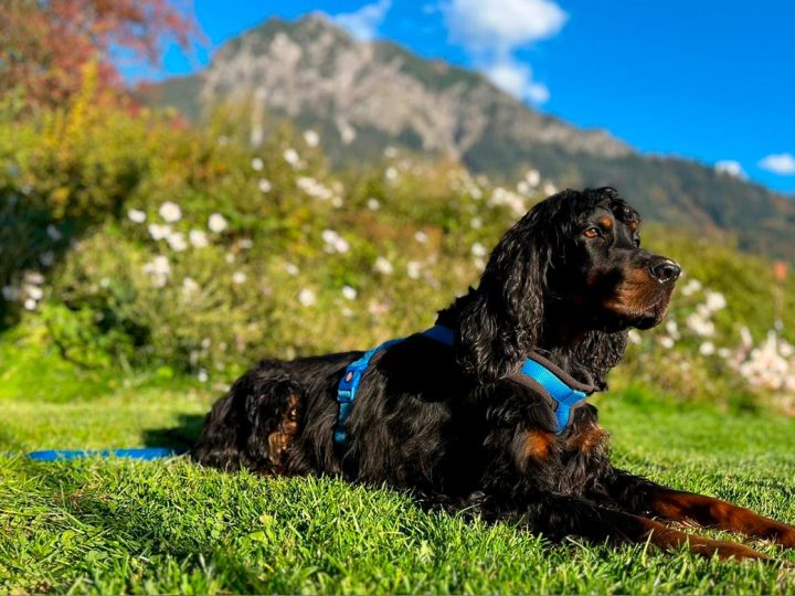 Heute ist „Tag des Hundes“ – Auf die besondere Rolle des Hundes wird zukünftig jährlich am 10. Oktober (Welthundetag) hingewiesen