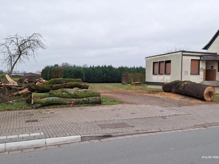Pilzbefall – Zwei uralte Eichen in Burlo fielen der Kettensäge zum Opfer