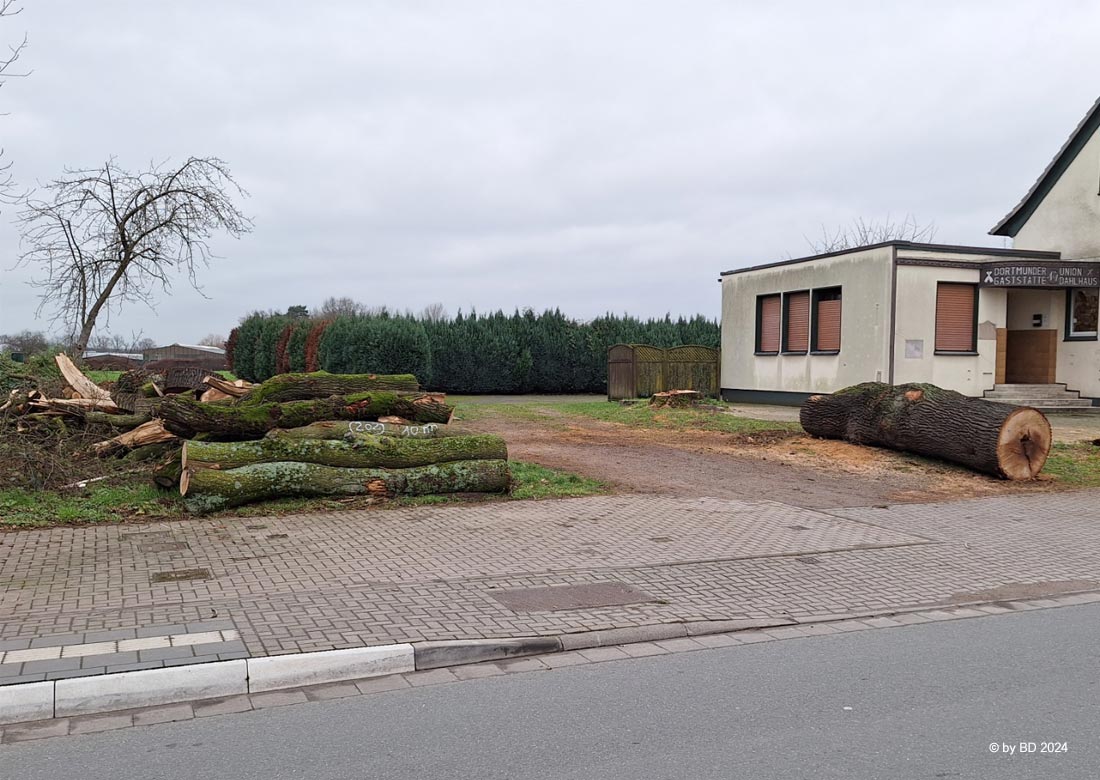 Pilzbefall – Zwei uralte Eichen in Burlo fielen der Kettensäge zum Opfer