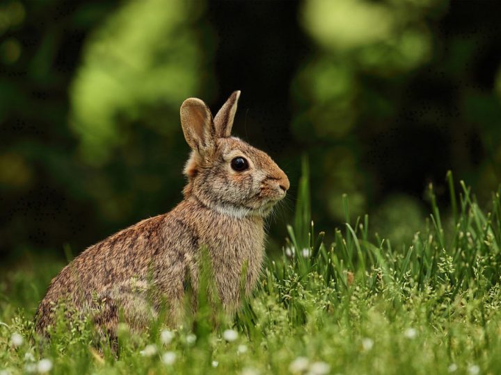 Hasenpest in Rhede nachgewiesen – Kontakt mit verendeten Tieren vermeiden