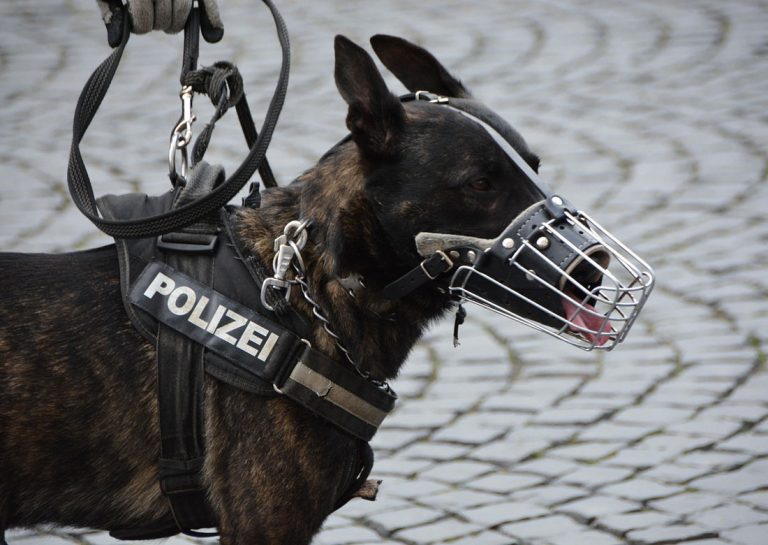 Police-Dog