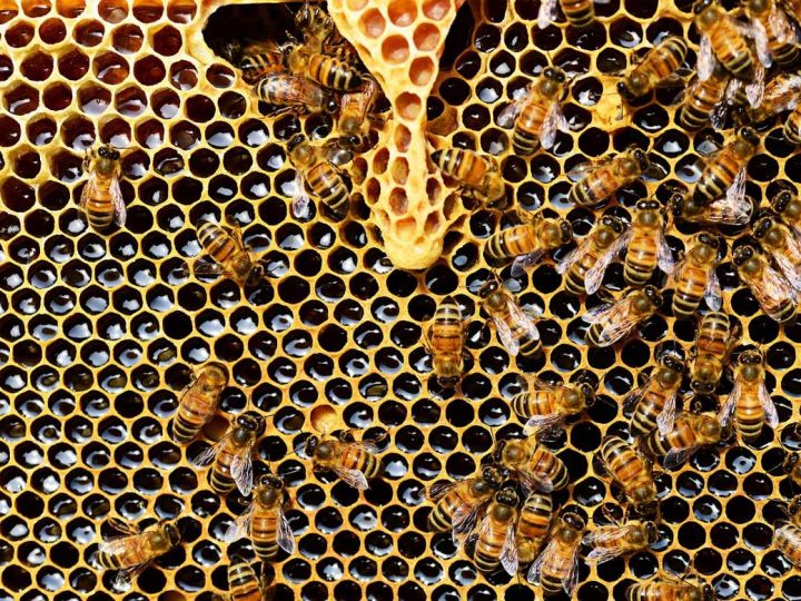 Unbekannte entwenden Bienenvölker – Polizei sucht Zeugen