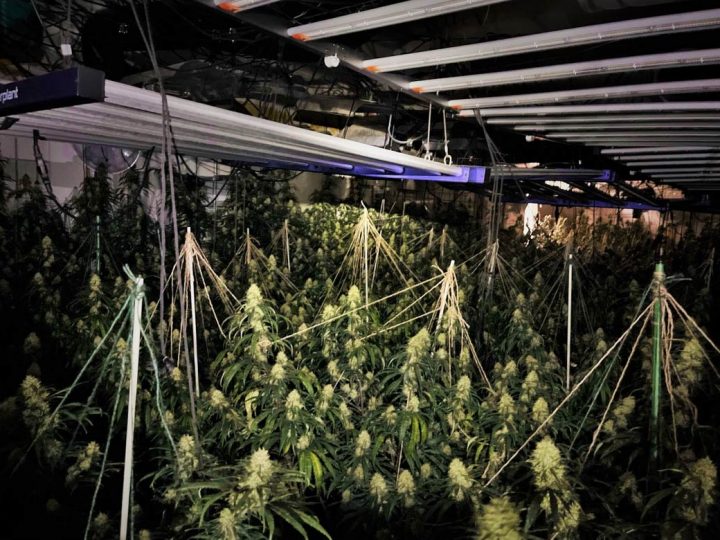 Südlohn – Polizei stellt Cannabispflanzen und Aufzuchtanlage sicher